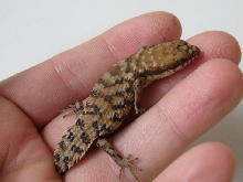 Egernia depressa 1