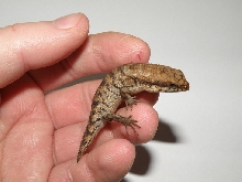 Egernia depressa 2