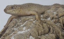 Egernia stokesii 1