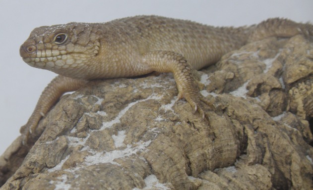 Egernia stokesii 1