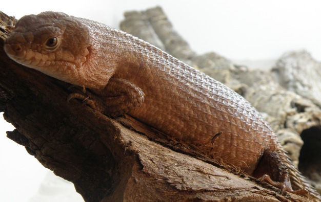 Egernia stokesii 2