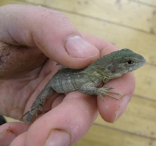 ctenosaura palearis 1