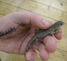 ctenosaura palearis 2