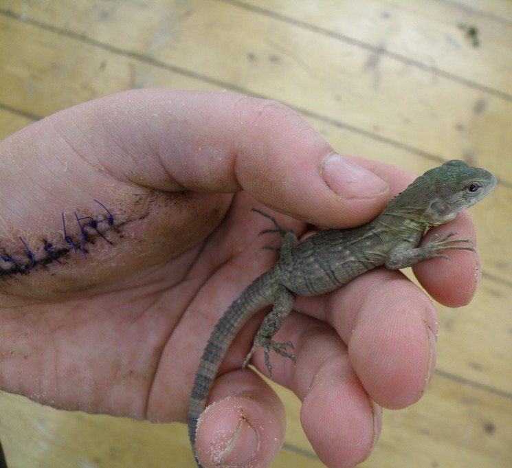 ctenosaura palearis 2
