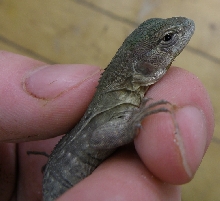 ctenosaura palearis 3