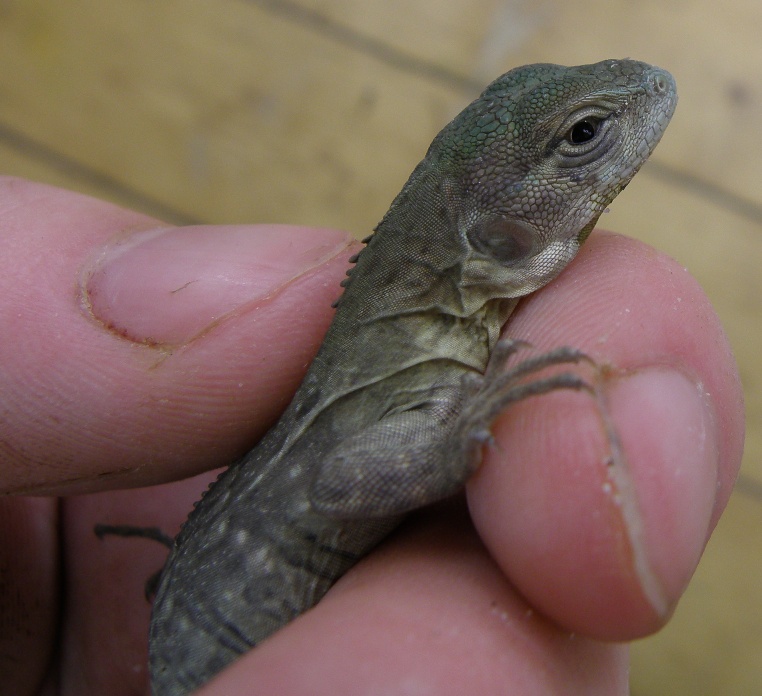 ctenosaura palearis 3