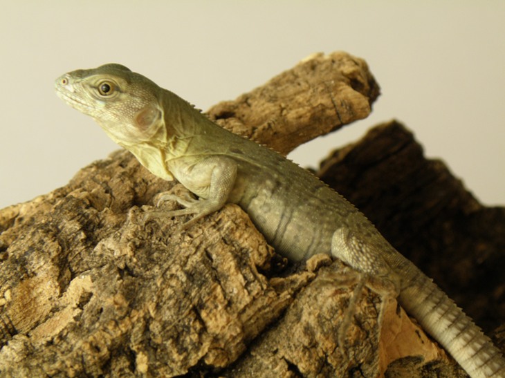 ctenosaura palearis 4