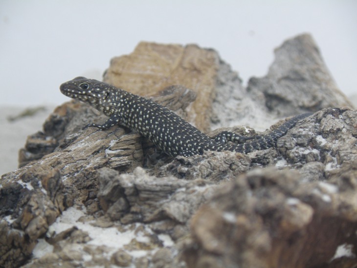 Egernia cunninghami 1