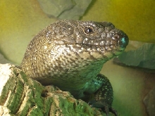 Egernia cunninghami 3