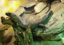 Egernia cunninghami 2