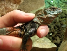 ctenosaura alfredschmidti 1