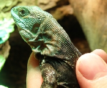 ctenosaura alfredschmidti 2