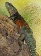ctenosaura alfredschmidti 3