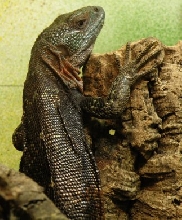 ctenosaura alfredschmidti 4
