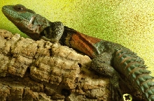 ctenosaura alfredschmidti 5