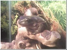 My brown WTF: Digger
