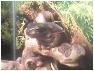 My brown WTF: Digger