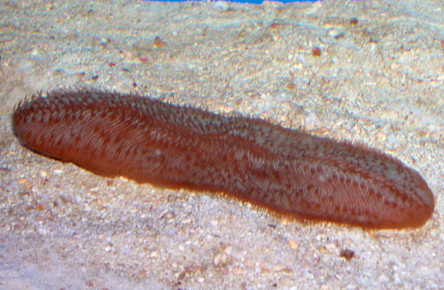 Saltwater - Austin Aquariums