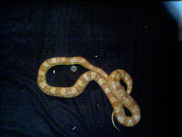newest corn