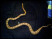 newest corn 2