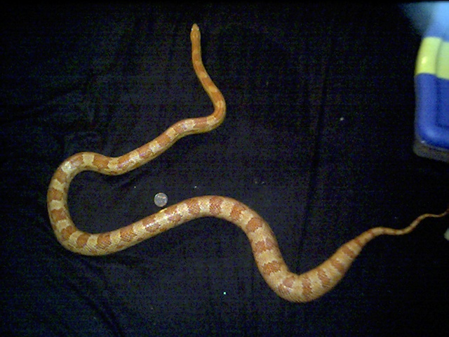 newest corn 2