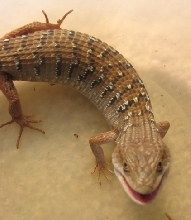 Southern Alligator Lizard Riverside CA