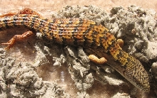 Southern Alligator Lizard