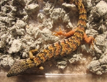 Southern Alligator Lizard