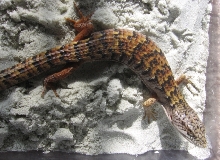 Southern Alligator Lizard