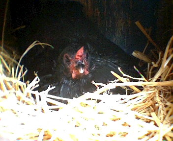 nesting chicken