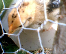 pinecone the chicken