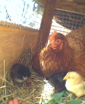 BABY CHICKENS