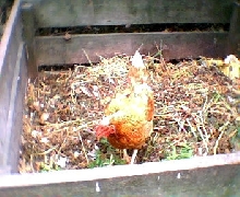 hen