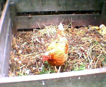 hen