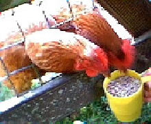 hungry chickens!!!