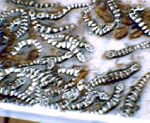 breeding group of marbled salamanders