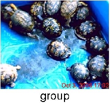 breeding group of easterns in watering pool