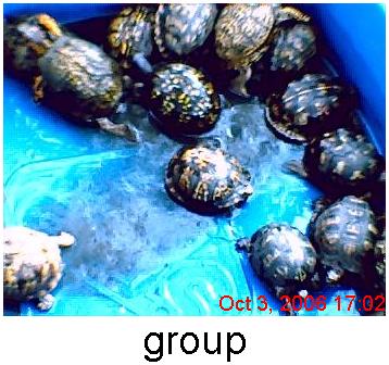 breeding group of easterns in watering pool