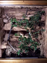 inside rock work of jackson cage