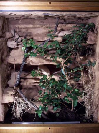 inside rock work of jackson cage