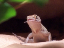 Female brown anole feeding