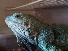 Nim My Beautiful Blue R.I.P