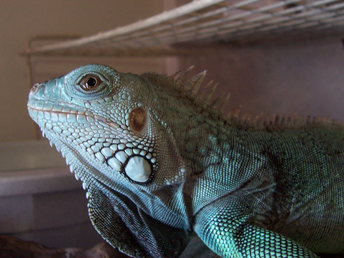 Nim My Beautiful Blue R.I.P