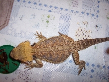 Chedder
