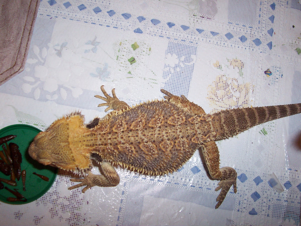 Chedder