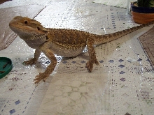 Chedder 2