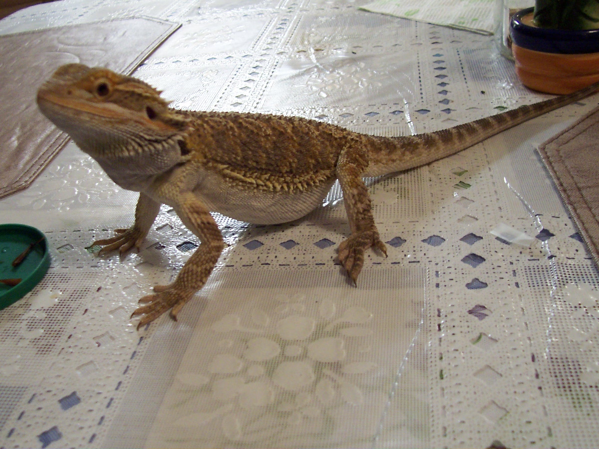Chedder 2