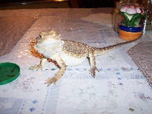 Chedder 3