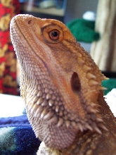 Chedder