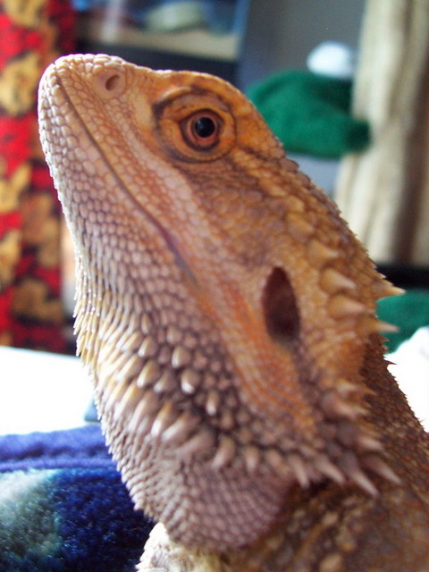 Chedder